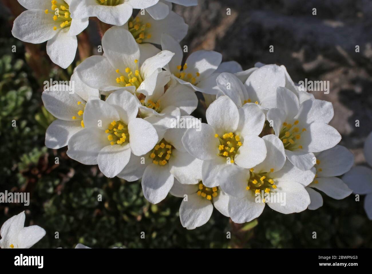 Saxifraga marginata - Wild plant shot in the spring. Stock Photo