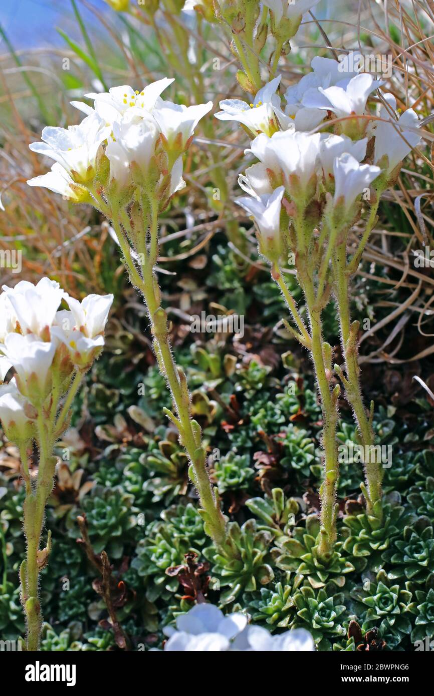 Saxifraga marginata - Wild plant shot in the spring. Stock Photo