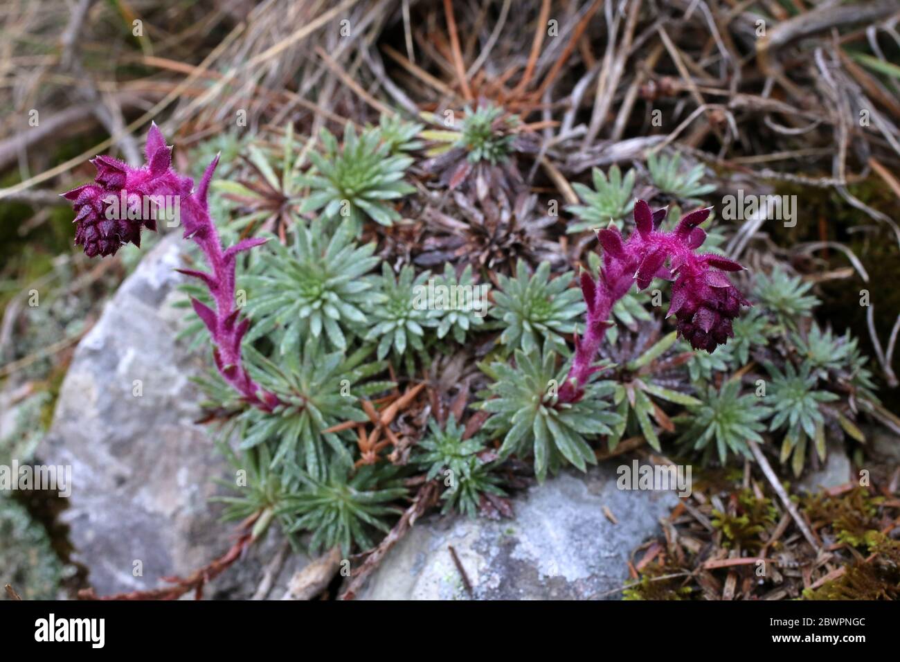 Saxifraga sempervivum - Wild plant shot in the spring. Stock Photo