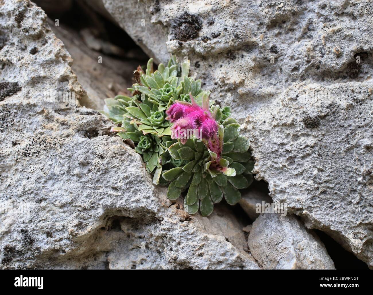Saxifraga stribrnyi - Wild plant shot in the spring. Stock Photo