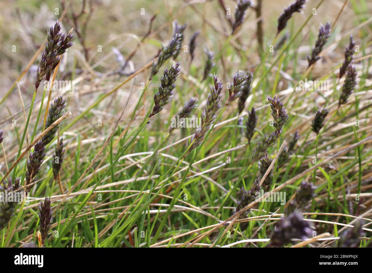 Sesleria achtarovii - Wild plant shot in the spring. Stock Photo
