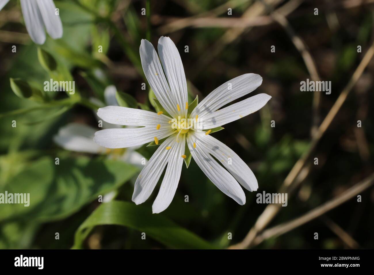 Stitchwort wild spring flower hi-res stock photography and images - Alamy