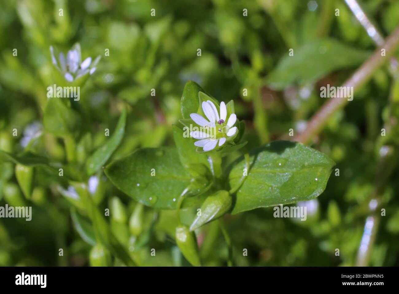 Stellaria media, Common Chickweed. Wild plant shot in the spring. Stock Photo
