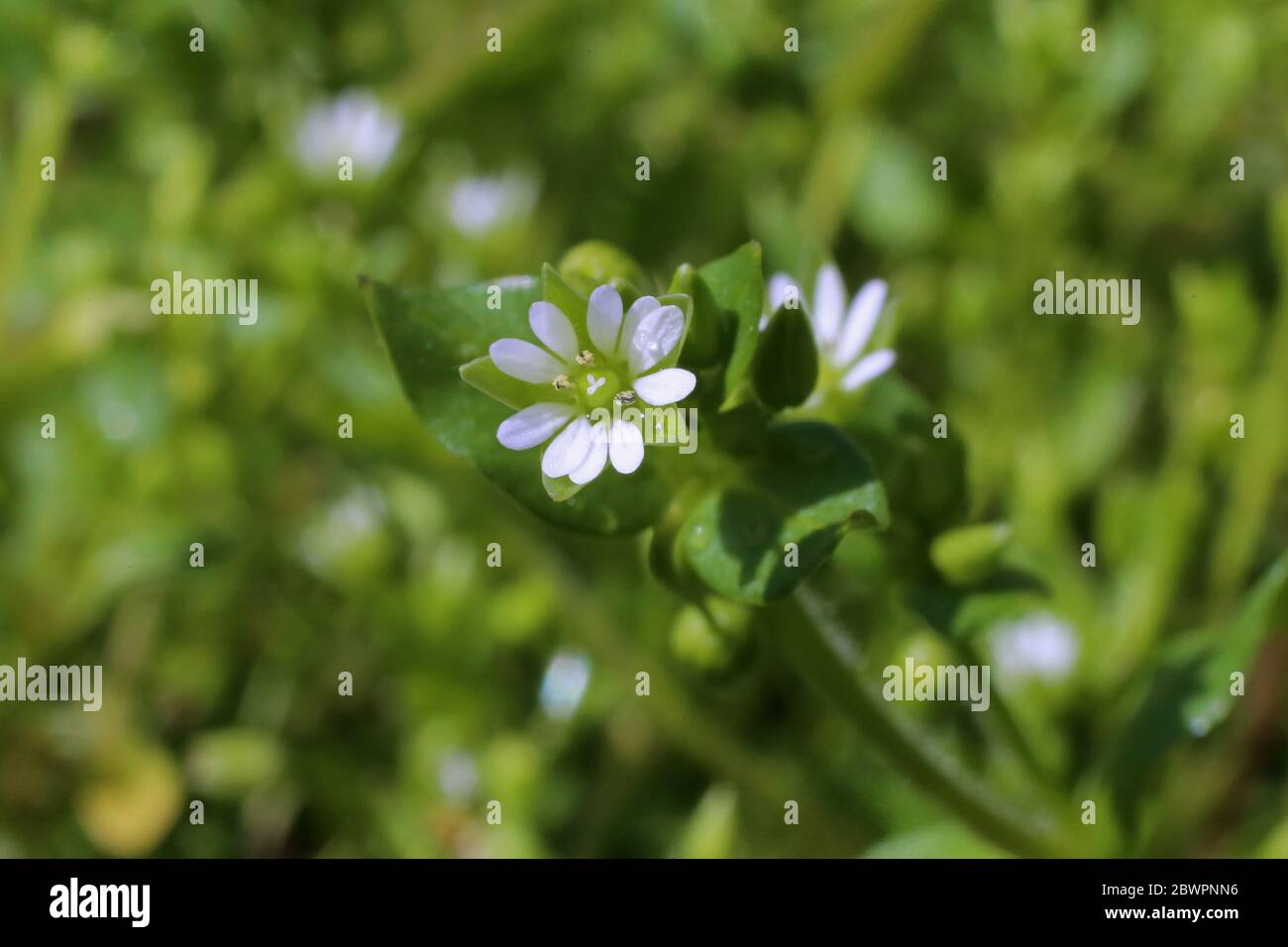 Stellaria media, Common Chickweed. Wild plant shot in the spring. Stock Photo