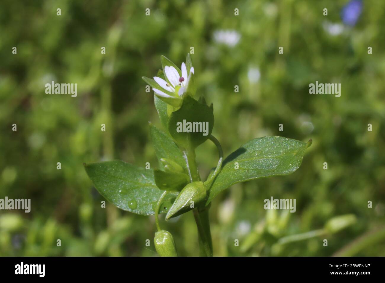 Stellaria media, Common Chickweed. Wild plant shot in the spring. Stock Photo