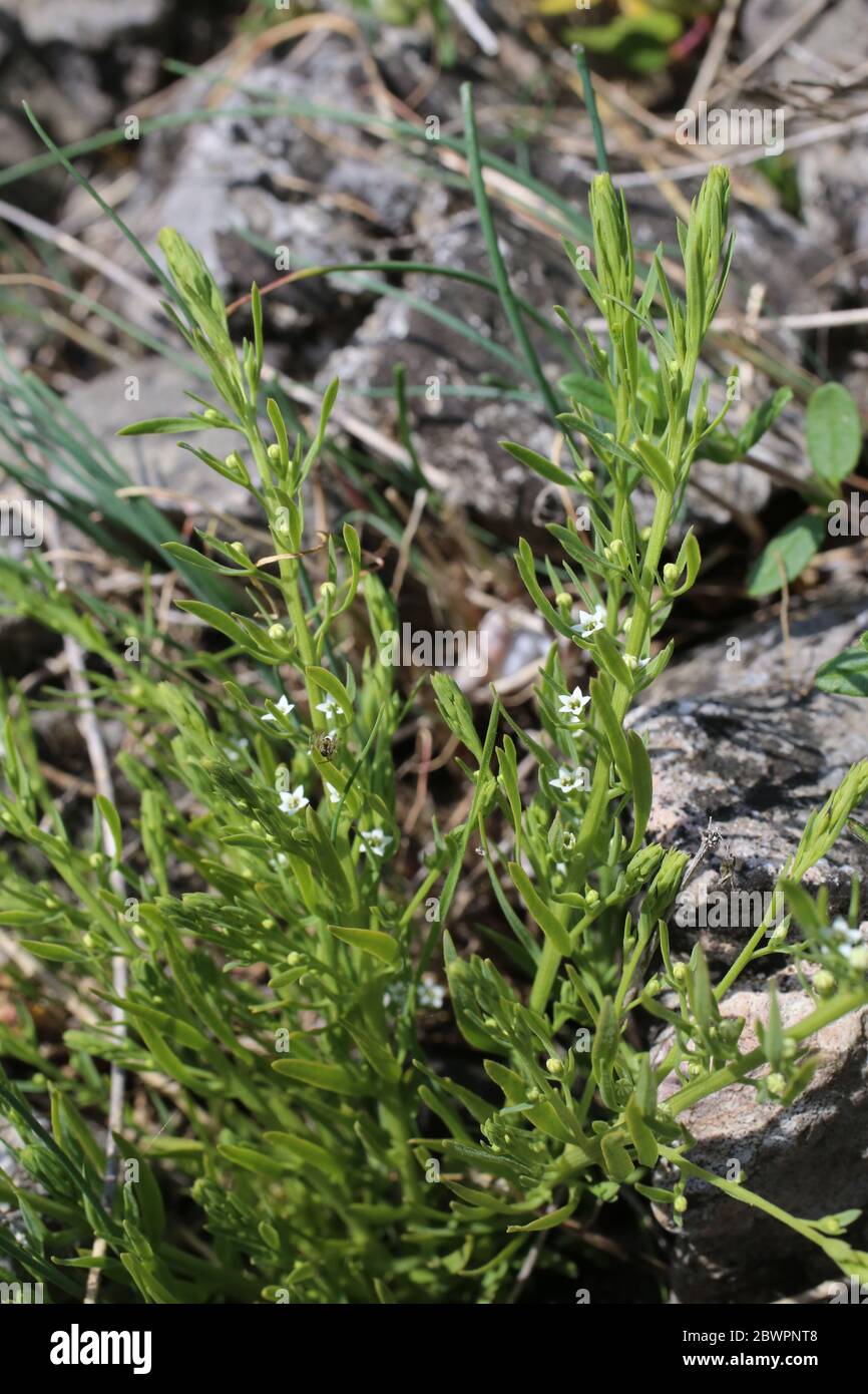 Thesium dollineri - Wild plant shot in the spring. Stock Photo