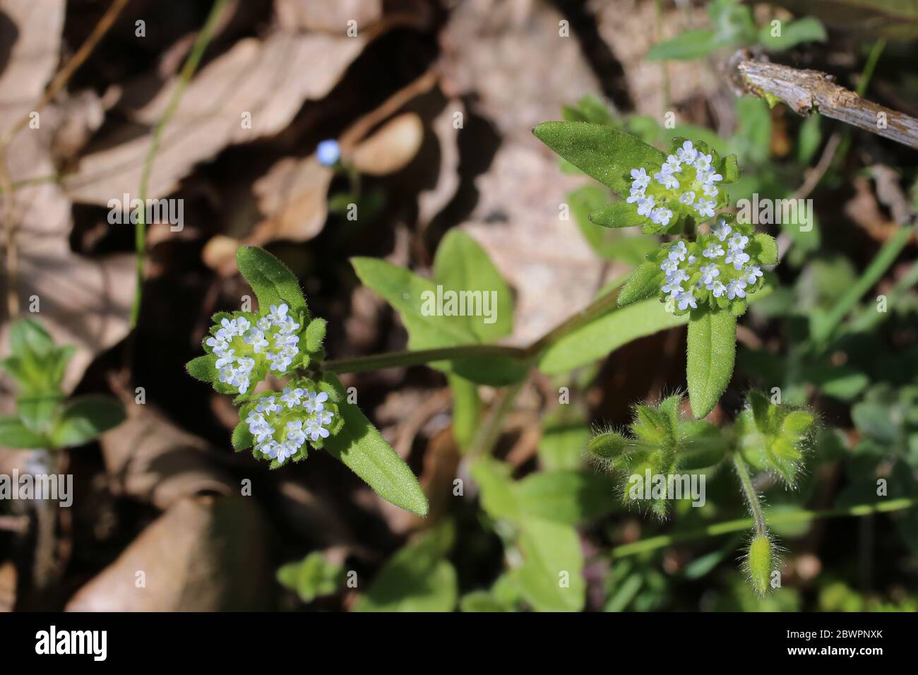 Valerianella carinata - Wild plant shot in the spring. Stock Photo