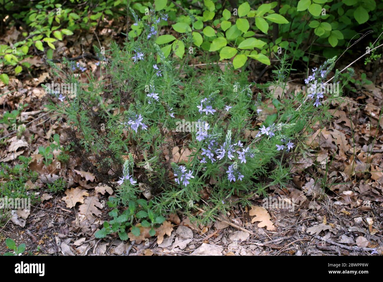 Veronica austriaca subsp. jacquini - Wild plant shot in the spring. Stock Photo