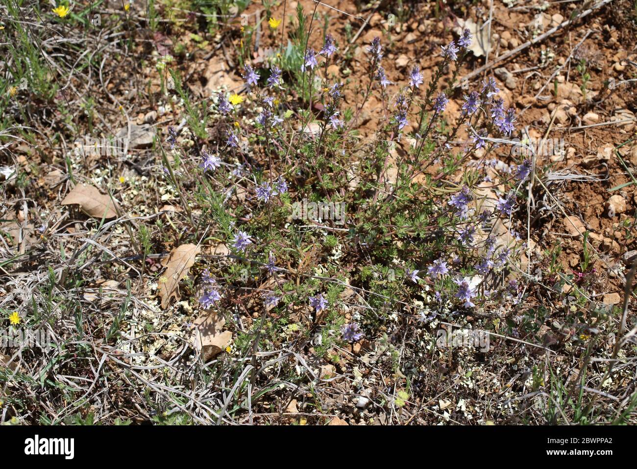 Veronica multifida - Wild plant shot in the spring. Stock Photo