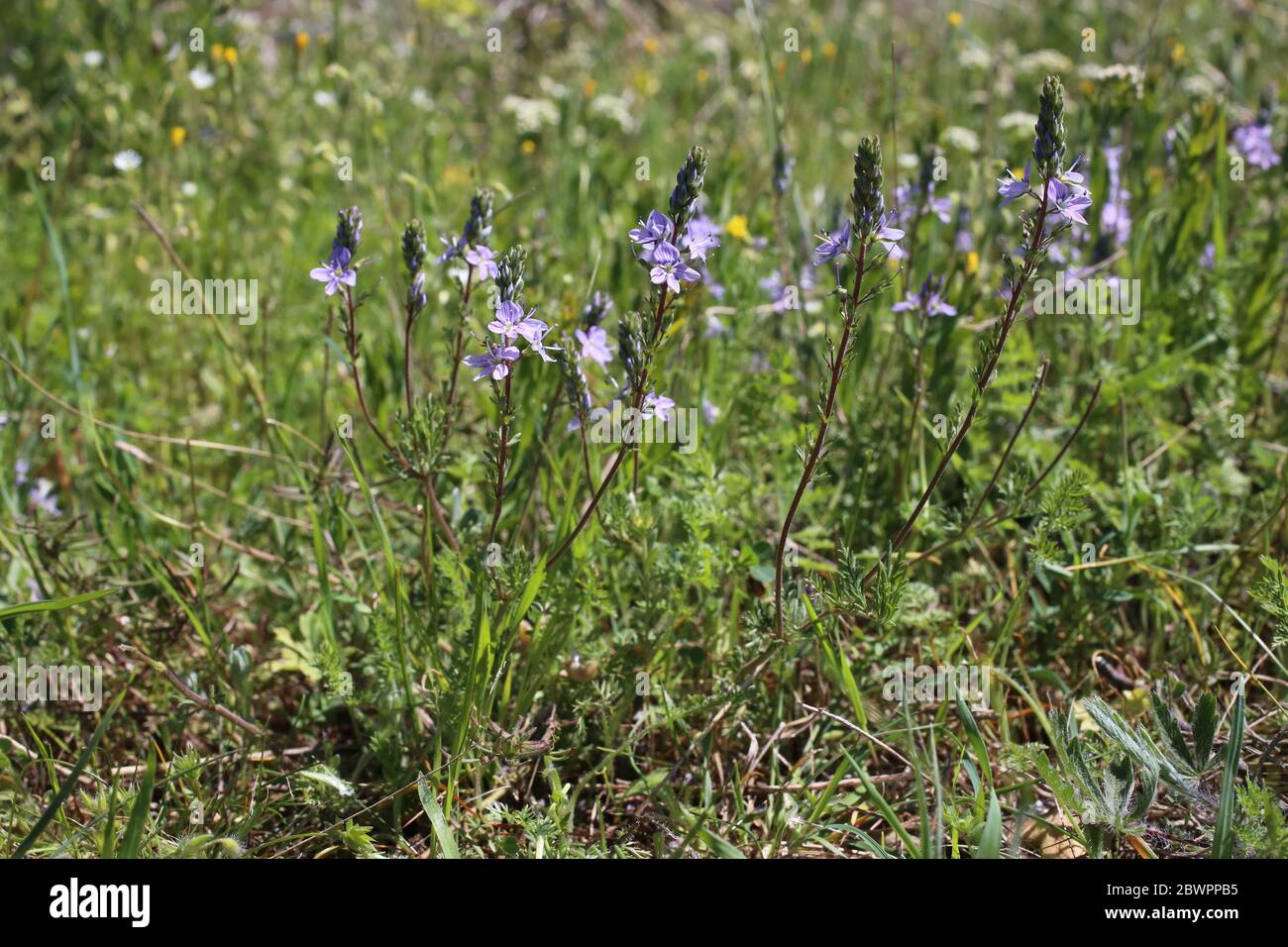 Veronica multifida - Wild plant shot in the spring. Stock Photo