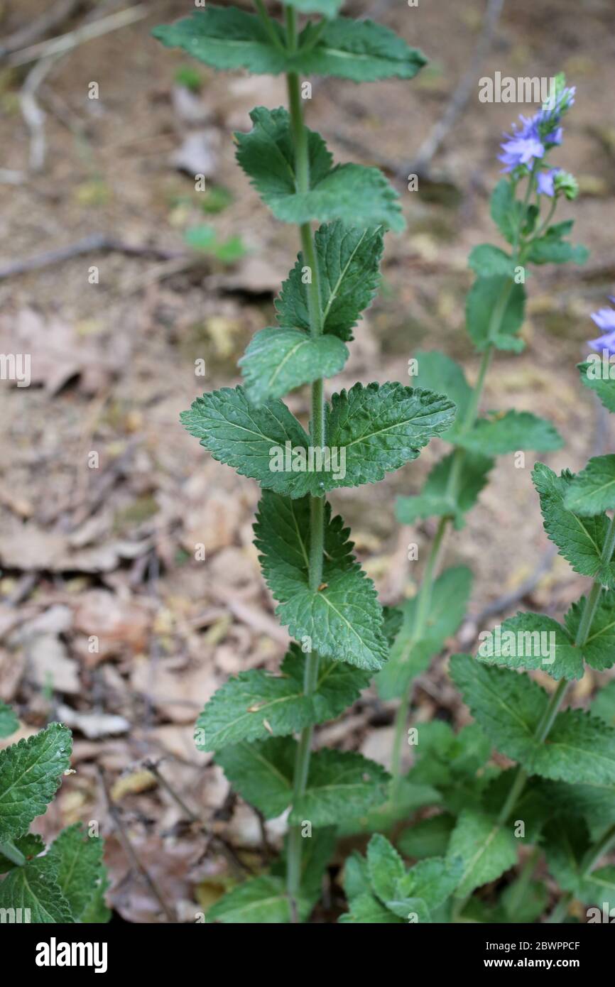 Veronica teucrium - Wild plant shot in the spring. Stock Photo