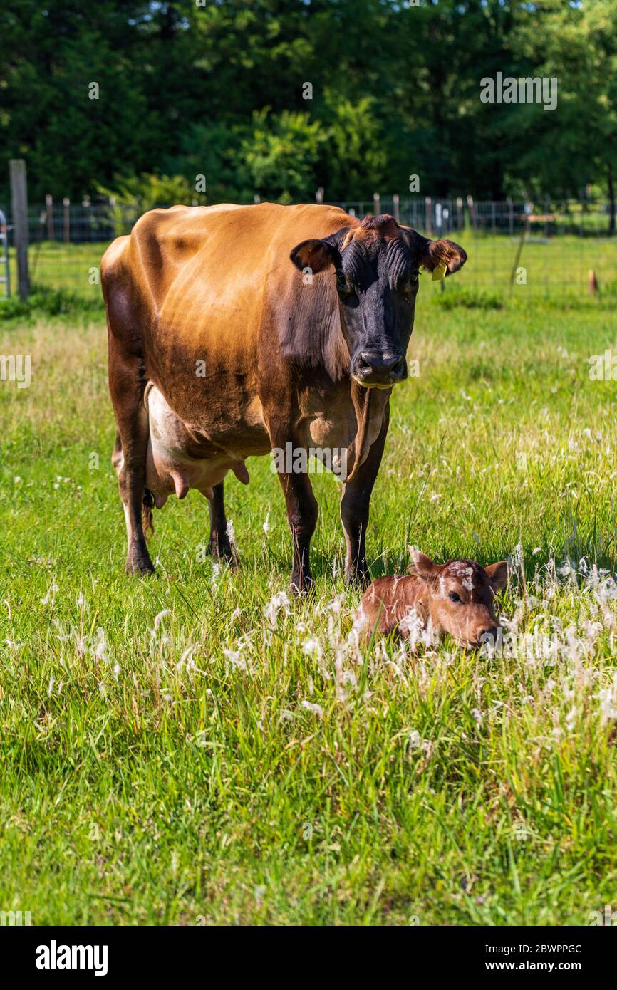 Cow calf udder hires stock photography and images Alamy