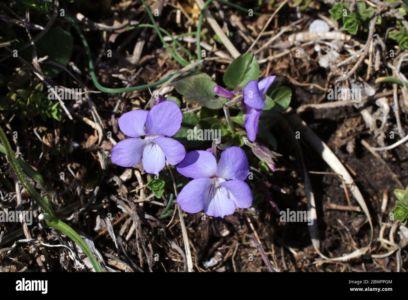 Viola rupestris, Teesdale Violet. Wild plant shot in the spring. Stock Photo
