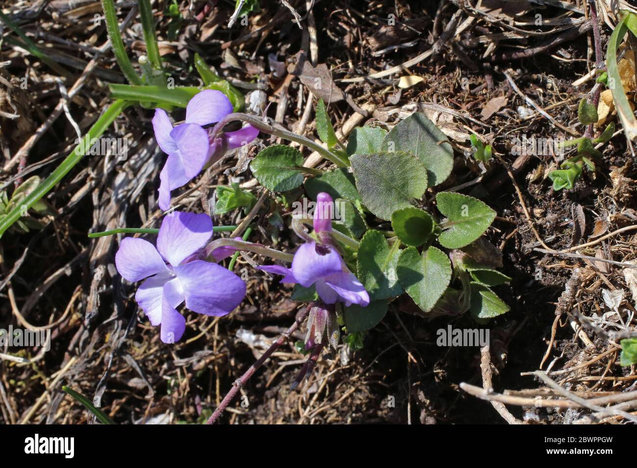 Viola rupestris, Teesdale Violet. Wild plant shot in the spring Stock Photo  - Alamy
