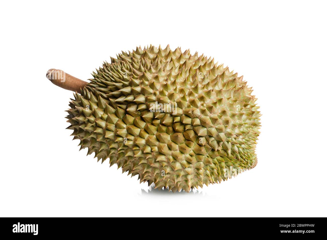 Mon Thong durian fruit isolated over white background. Regarded by many ...