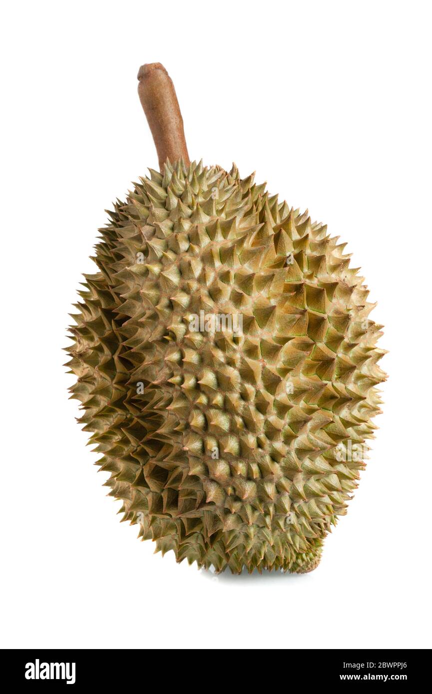 Mon Thong durian fruit isolated over white background. Regarded by many ...