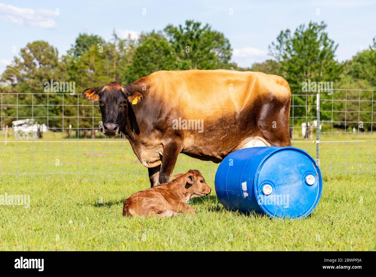 Jersey cow standing near her newborn calf in grass pasture Stock Photo