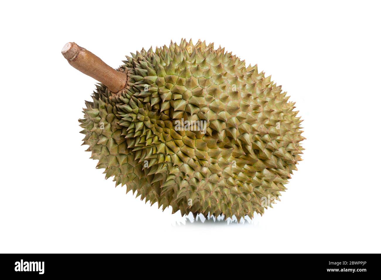 Mon Thong durian fruit isolated over white background. Regarded by many ...