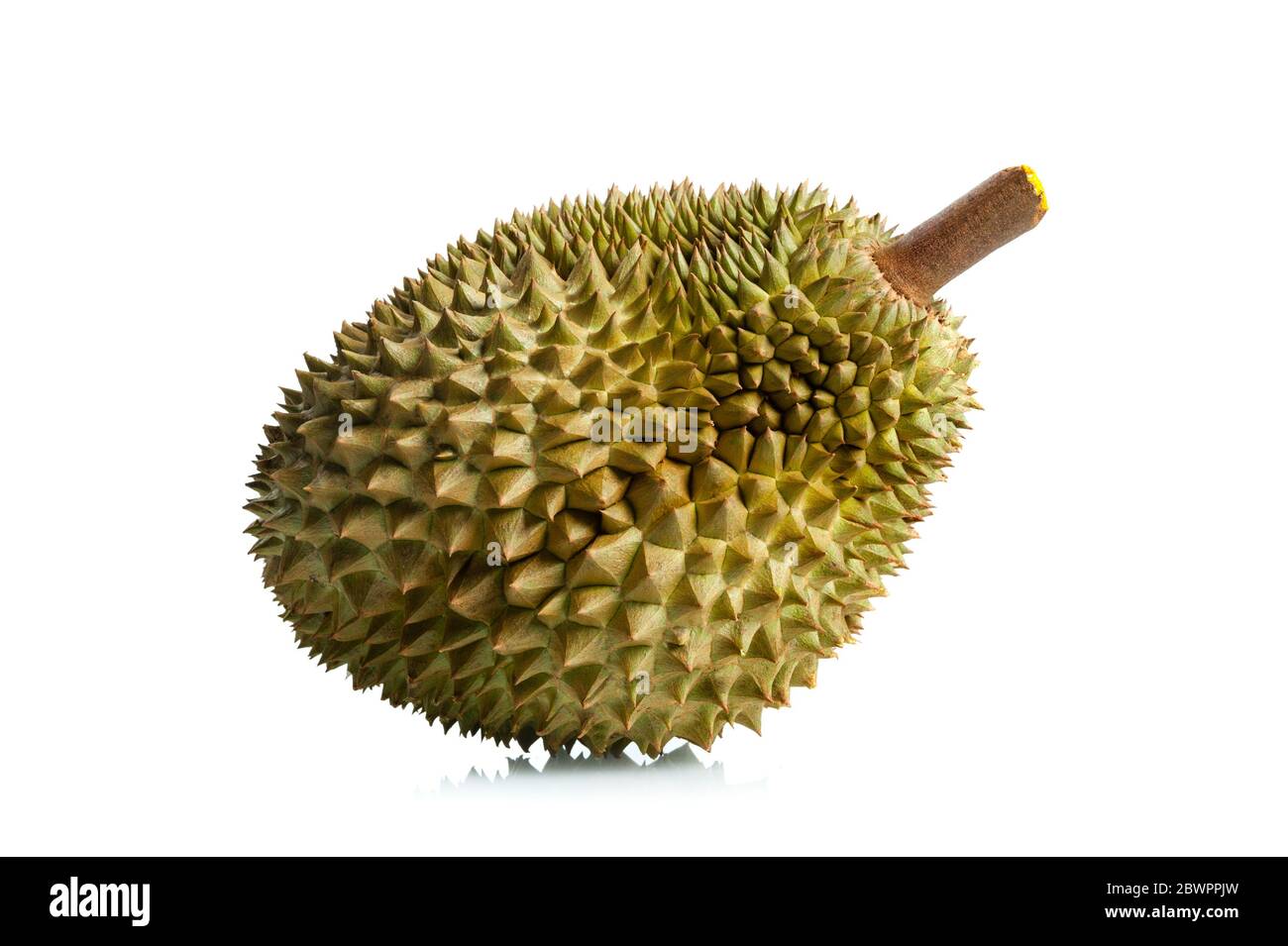 Mon Thong durian fruit isolated over white background. Regarded by many ...