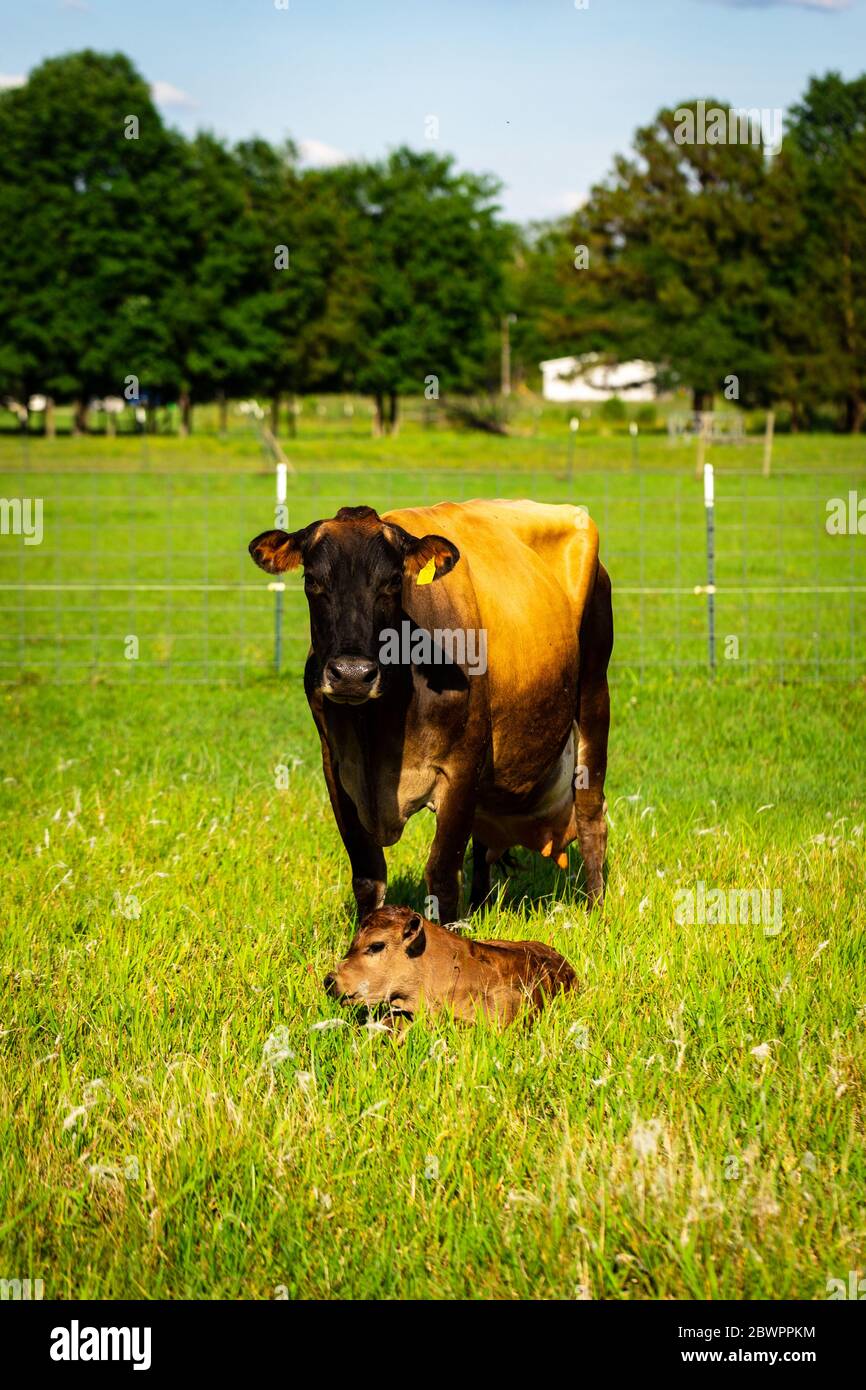 Jersey cow next to her three day old brown calf Stock Photo Alamy