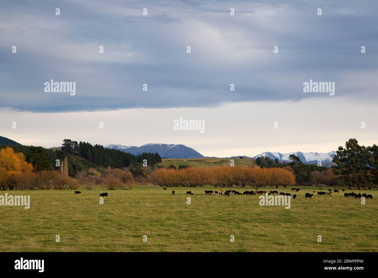 A rural farm scene in Canterbury, New Zealand, with cows in a grassy ...
