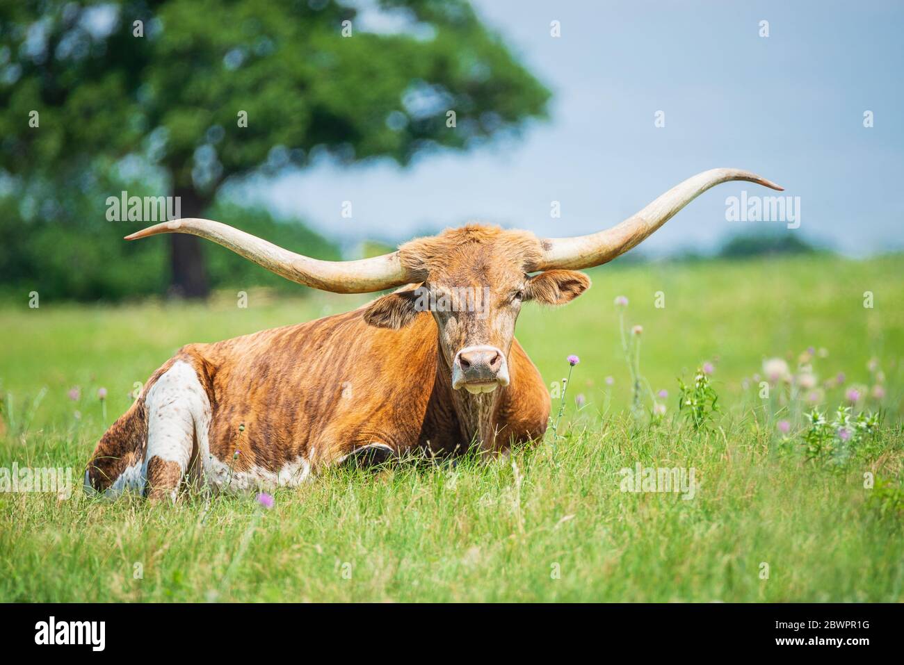 Texas longhorn lying down in the grass on the pasture Stock Photo - Alamy, image size:1300x957