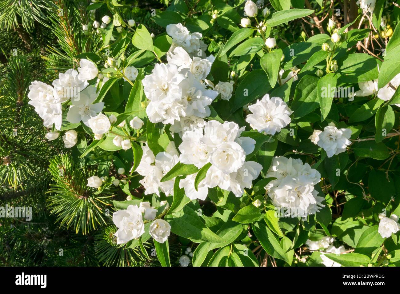 Common jasmine (jasminum officinale) hires stock photography and