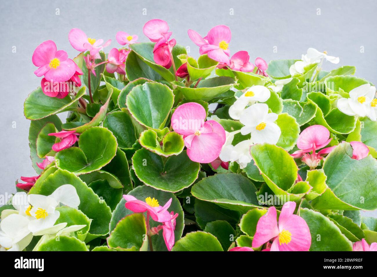 Wax Begonia with pink and white flowers. Begonia cucullata, also known as Begonia semperflorens. Blurred background. Stock Photo