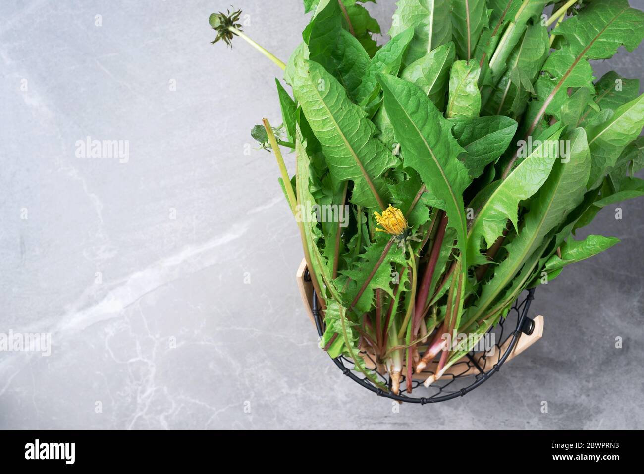 Picked Fresh Dandelion Leaves In Basked Naturopathy Concept Herbal 