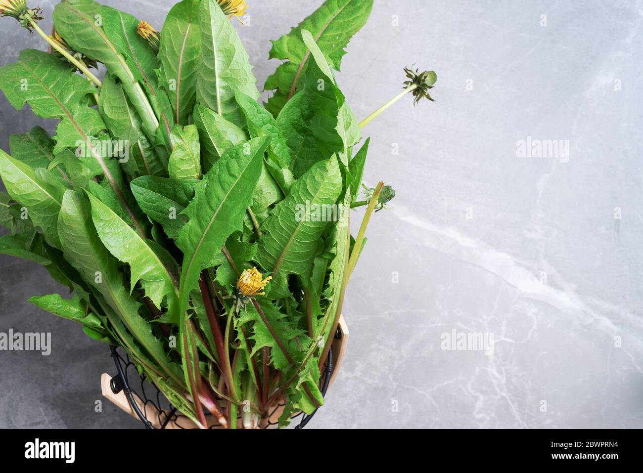 Picked Fresh Dandelion Leaves In Basked Naturopathy Concept Herbal 
