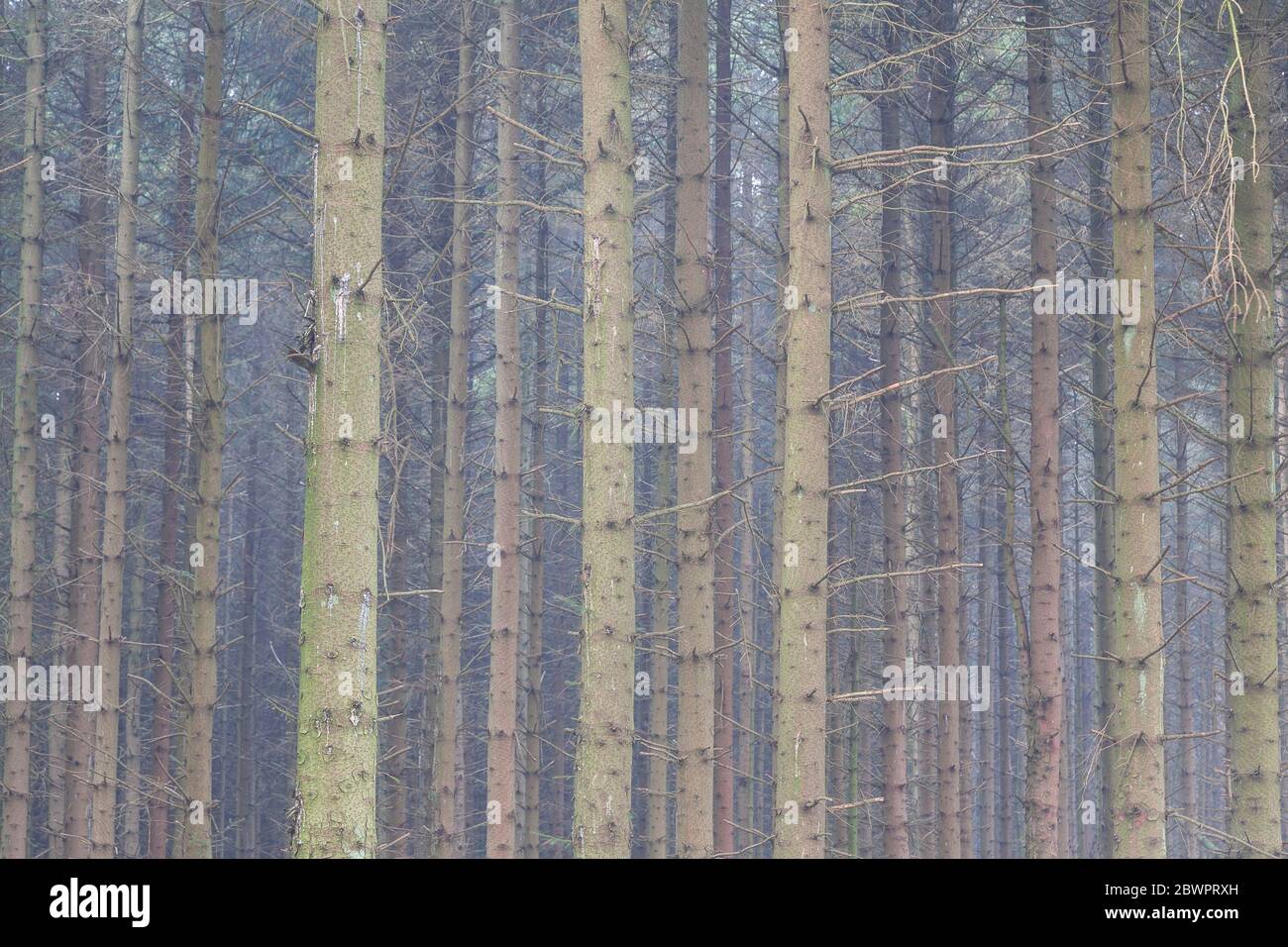 Trees in mist, Clwydian Range, North Wales Stock Photo