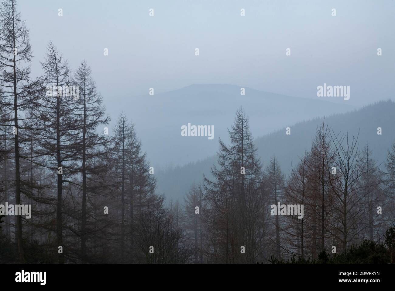 Trees in mist, Clwydian Range, North Wales Stock Photo