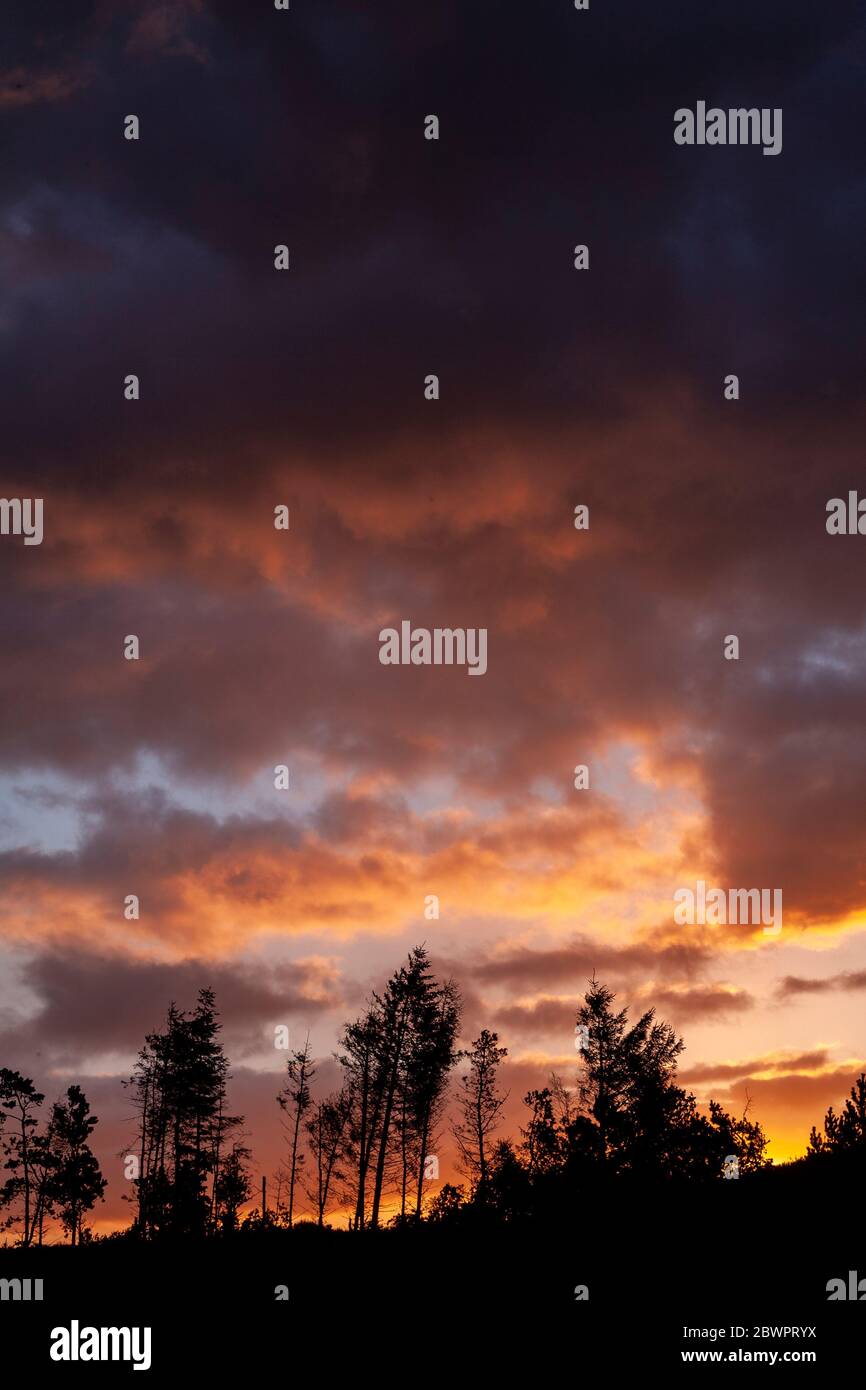 Trees at sunrise on Moel Famau, North Wales Stock Photo