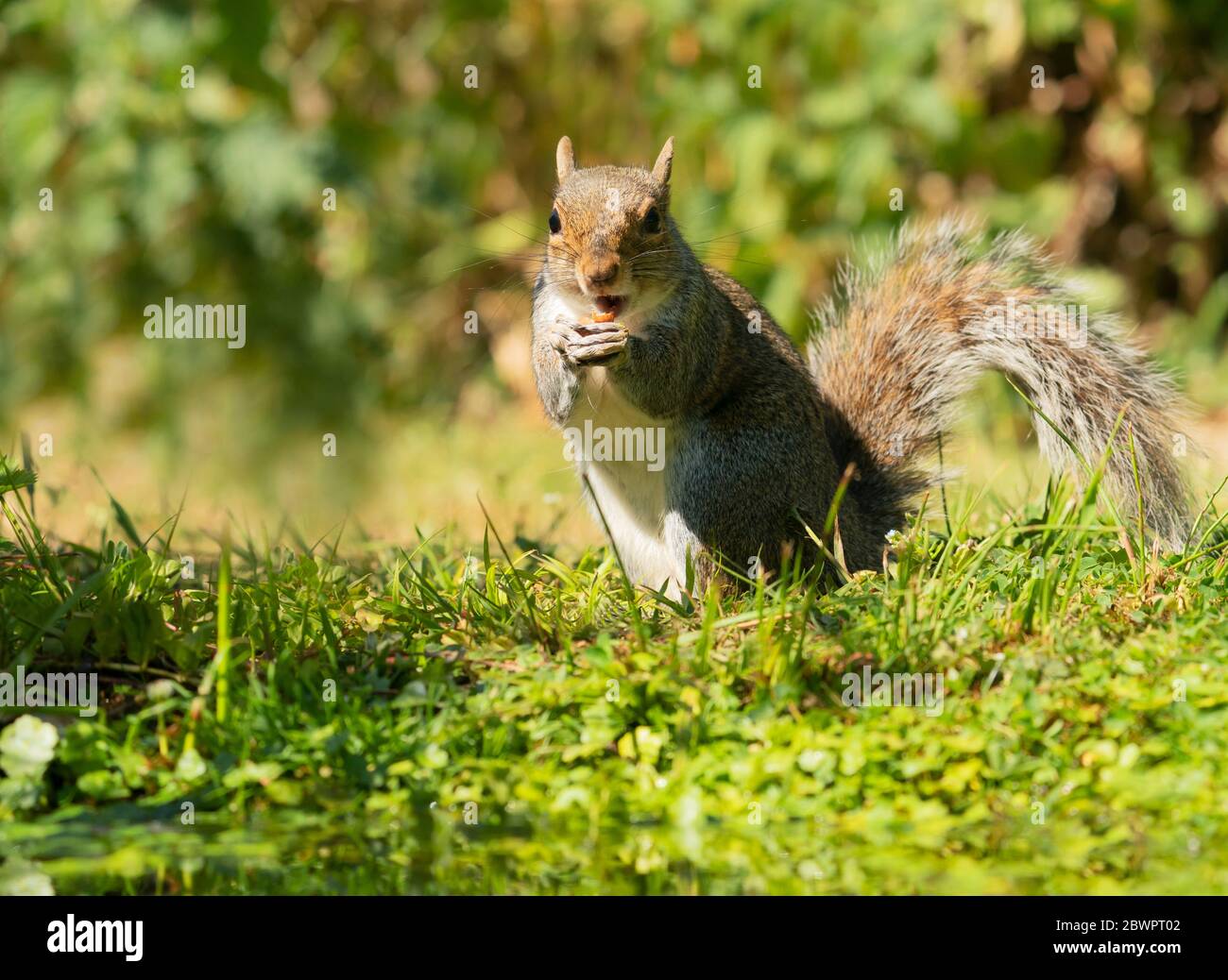 A Grey Squirrel (Sciurus carolinensis), Warwickshire Stock Photo