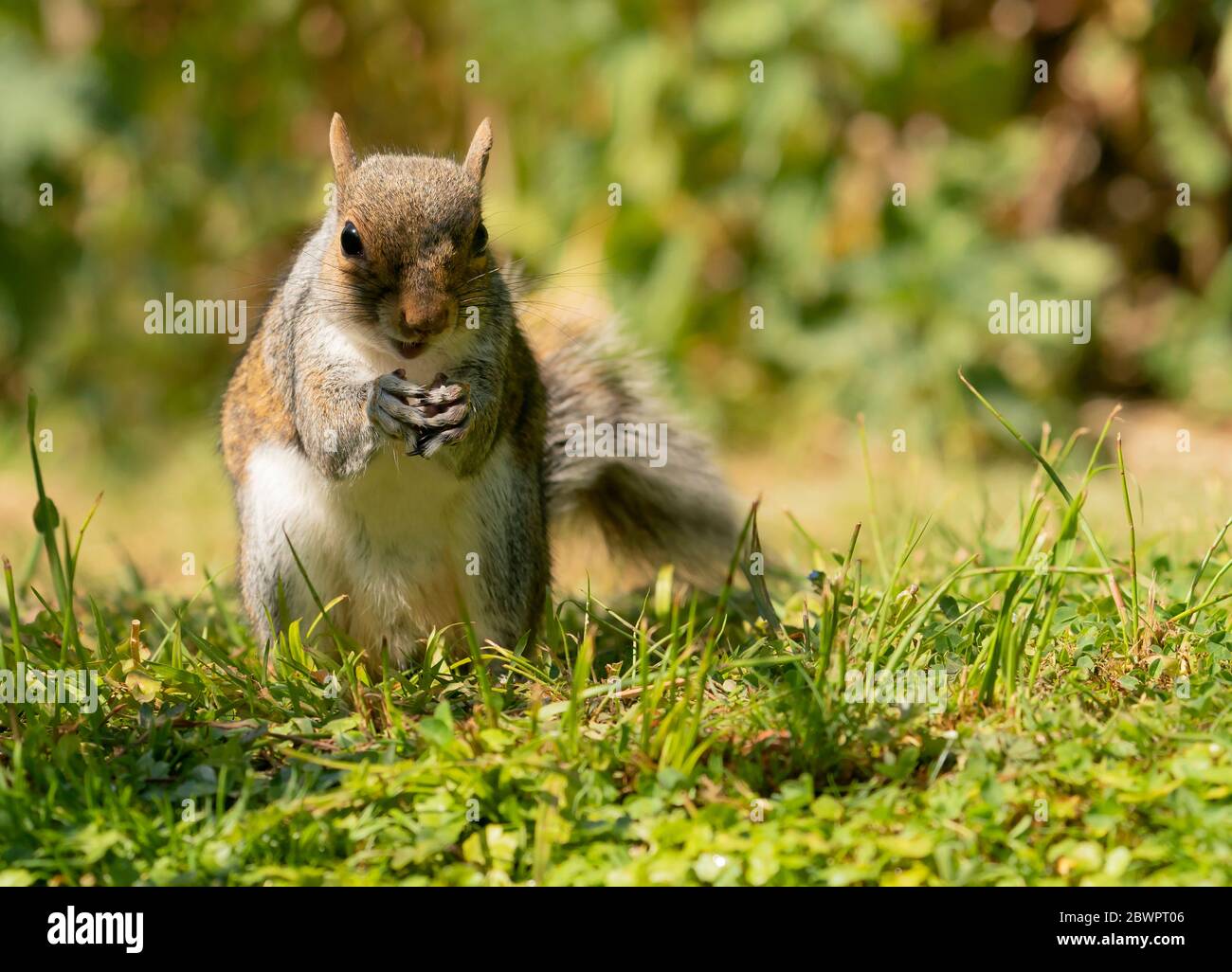 A Grey Squirrel (Sciurus carolinensis), Warwickshire Stock Photo