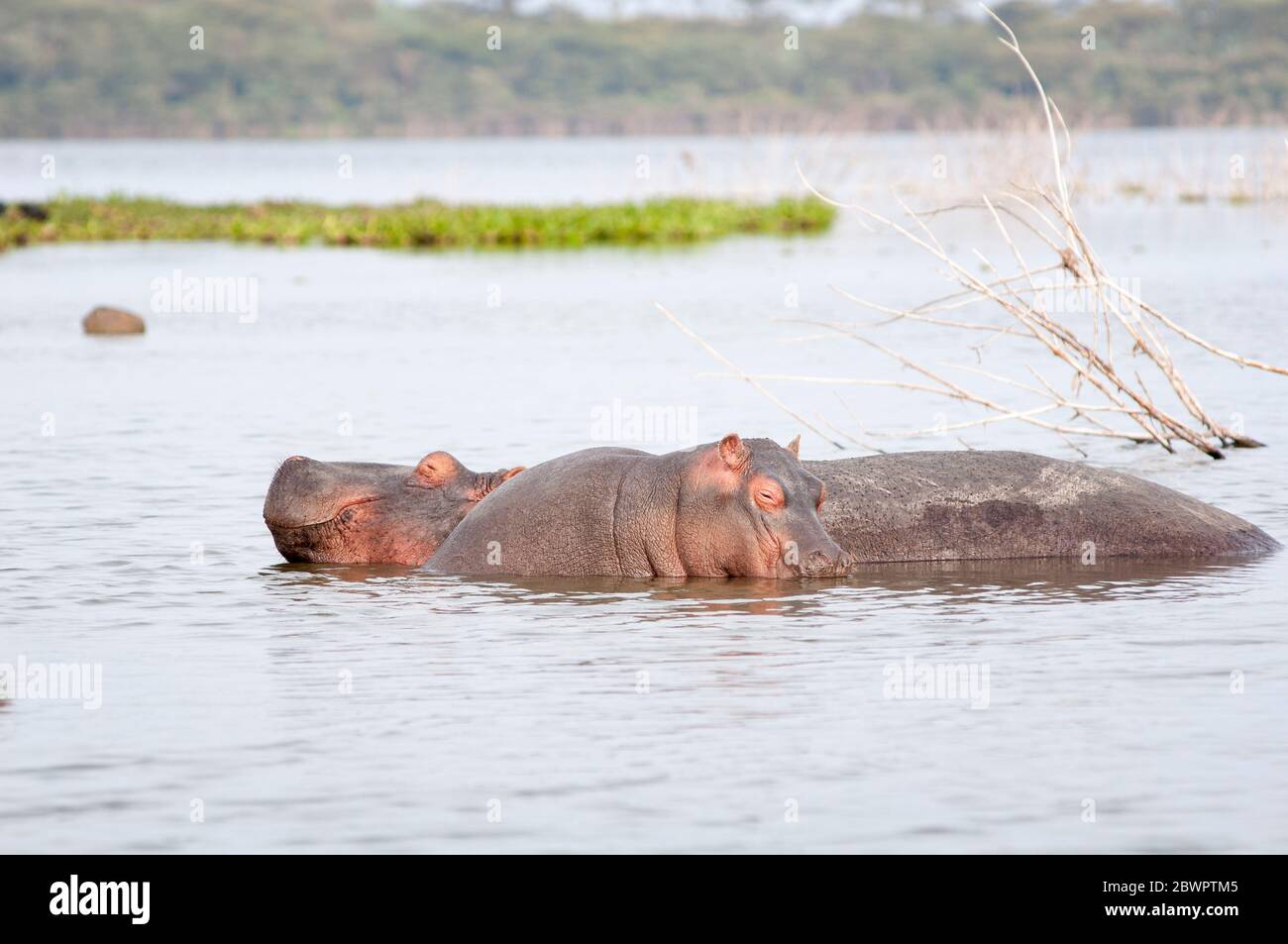 Female common hippopotamus and its calf, Hippopotamus amphibius, resting in water in Lake Naivasha National Park. Kenya. Africa. Stock Photo