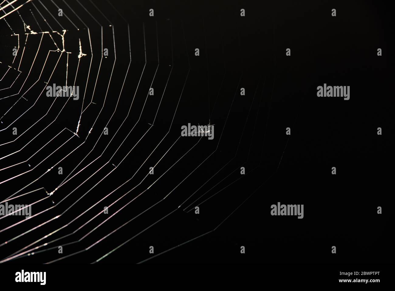 Spider thread hanging illustration hi-res stock photography and images ...