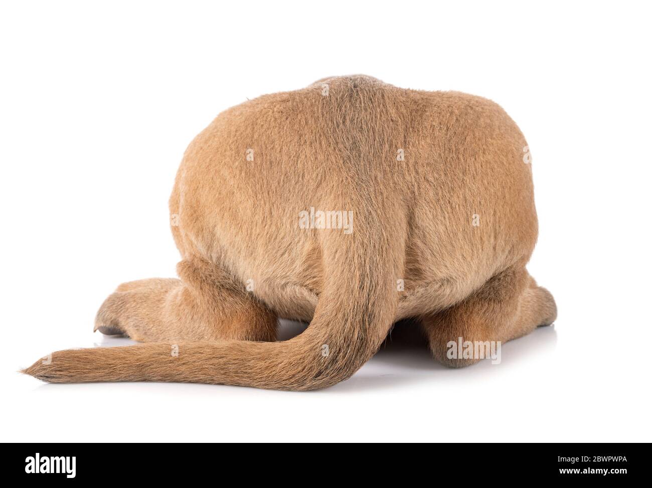 italian mastiff stuffed animal