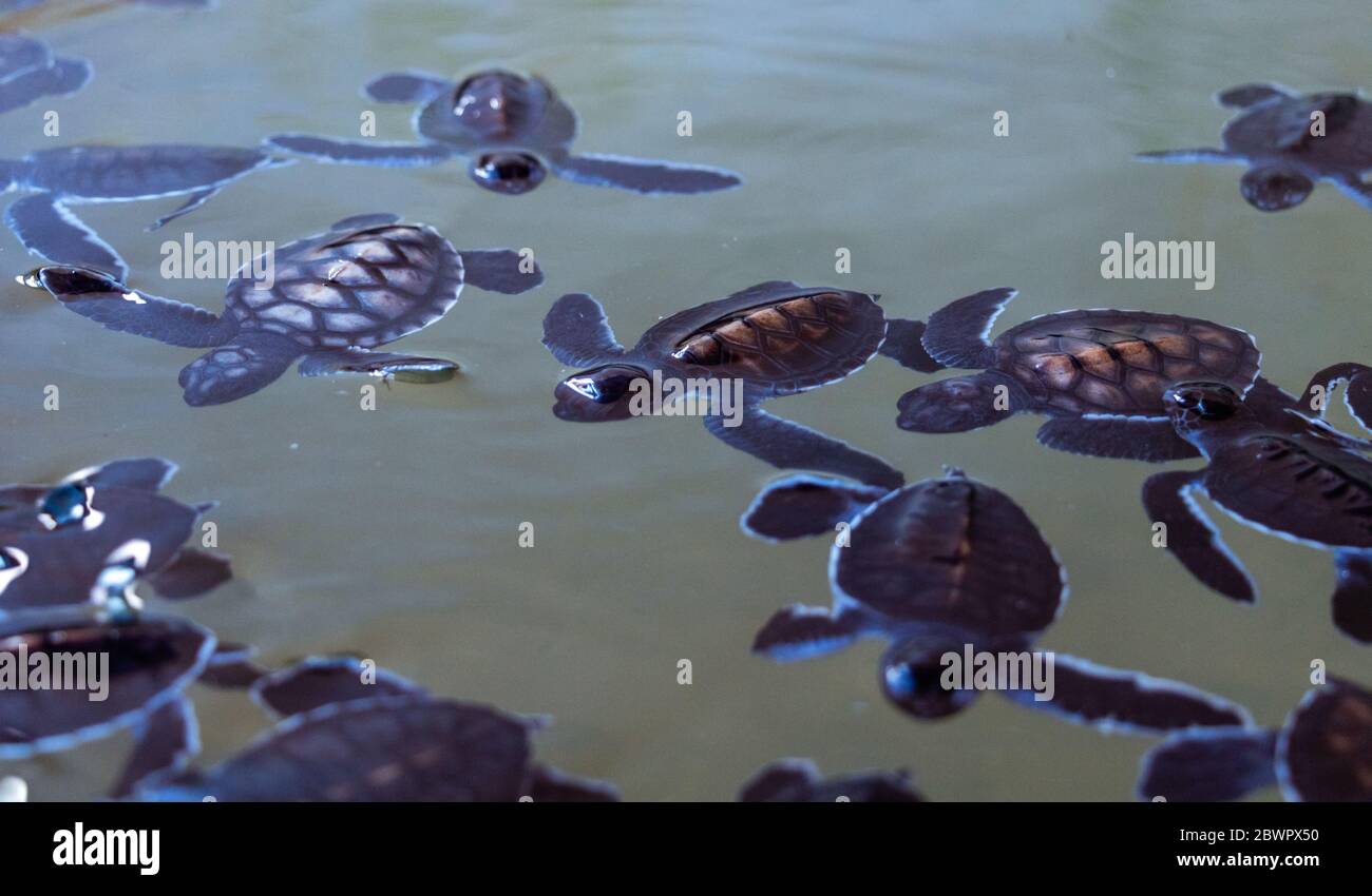 Turtles in water under rescue center and playing Stock Photo