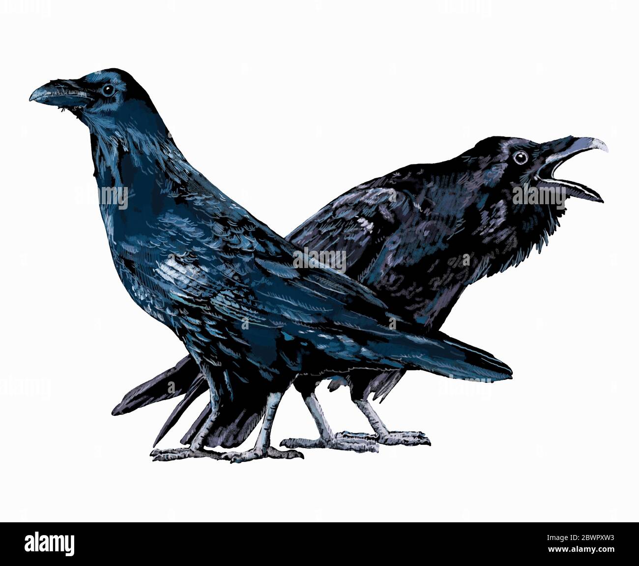 Illustration of two ravens Stock Photo