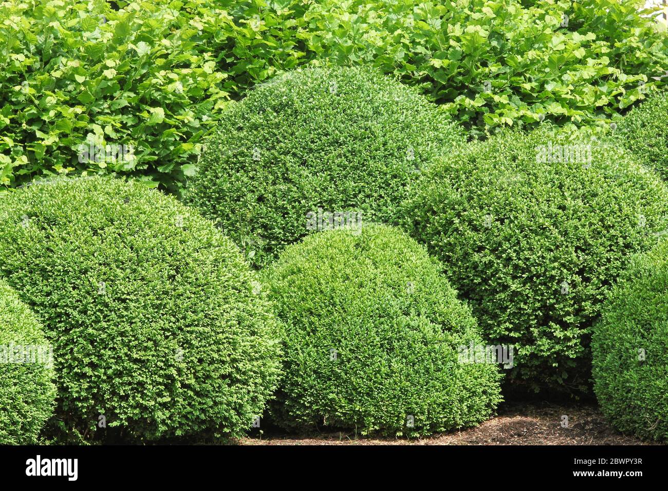 Hornbeam garden hires stock photography and images Alamy