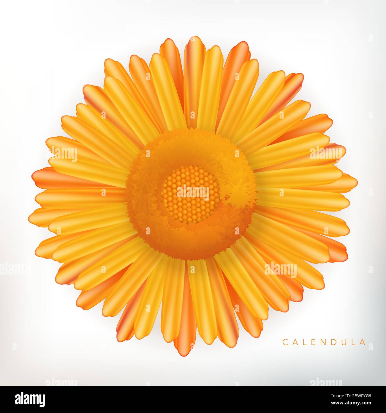 Summer flower calendula in Stock Vector Images - Alamy