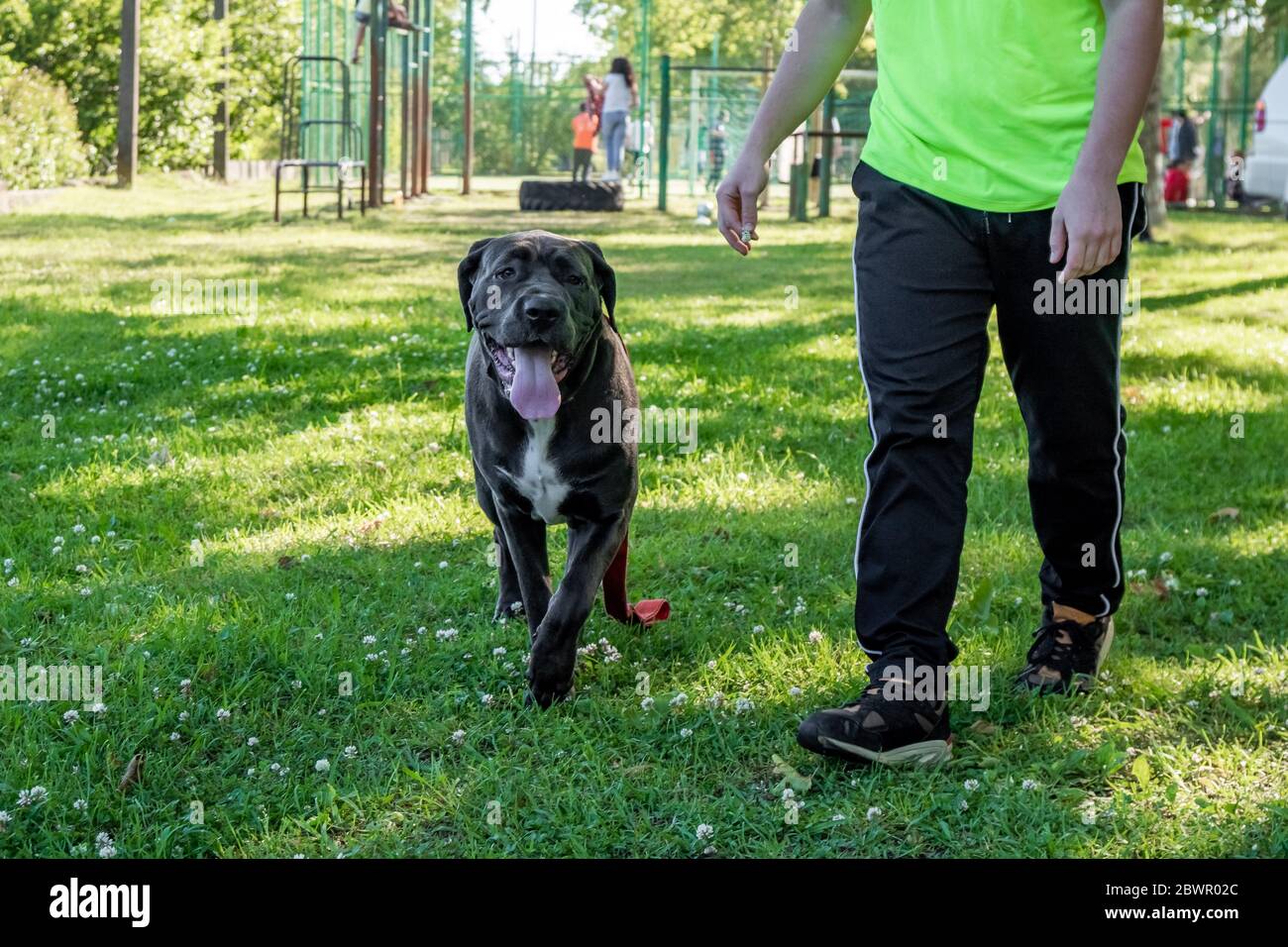 Big young cane corso playing in the grass with owner Stock Photo Alamy