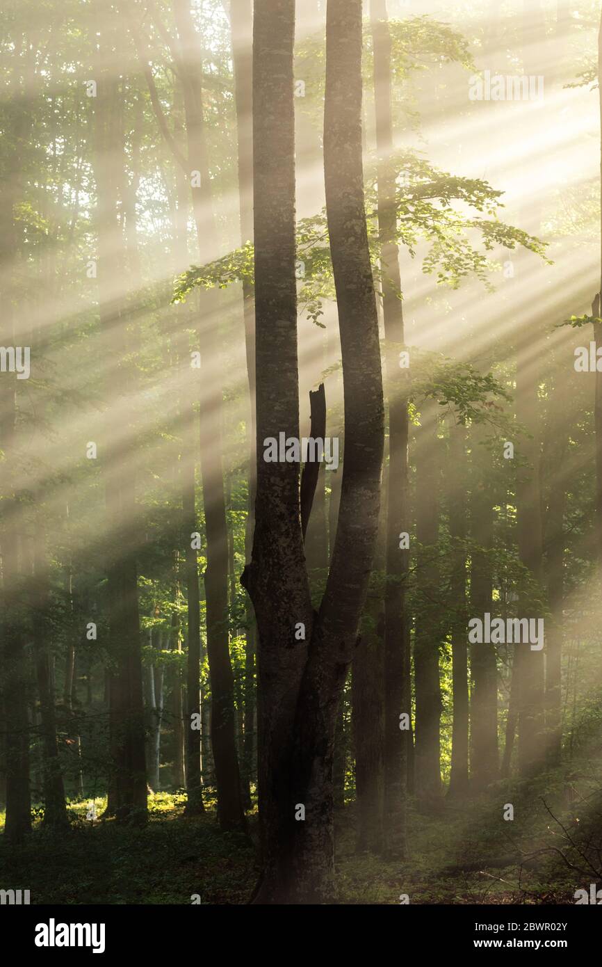 Sun rays through the trees hi-res stock photography and images - Alamy
