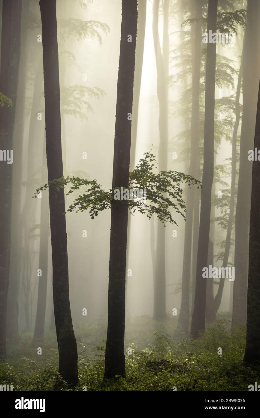 Sunrays in foggy forest hi-res stock photography and images - Alamy