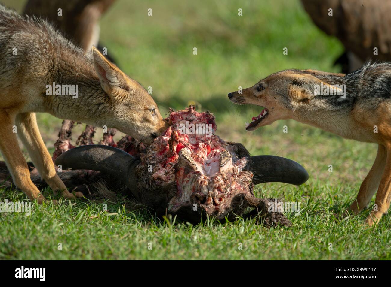 Close-up of black-backed jackals feeding on carcase Stock Photo