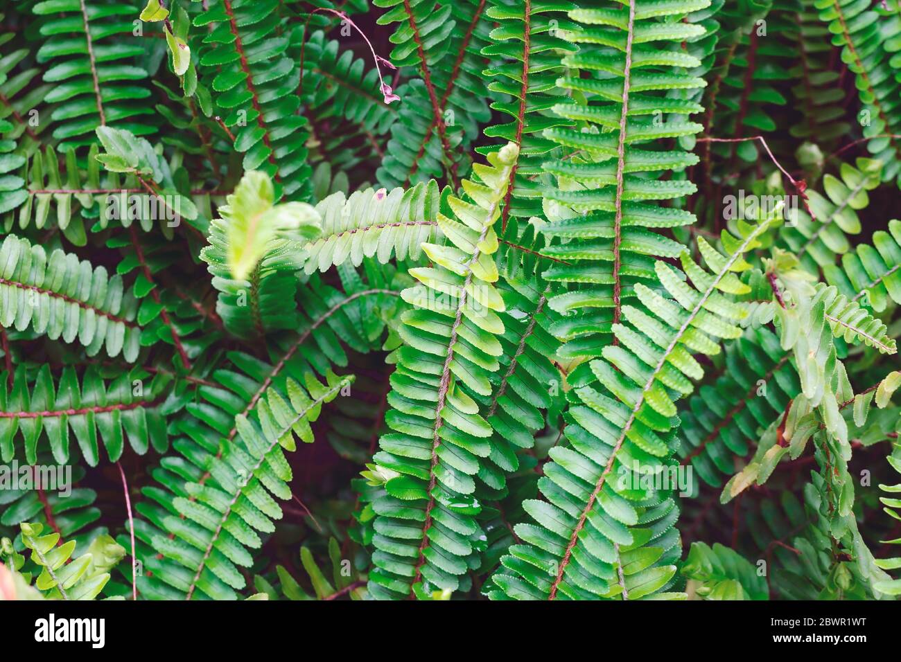 Backdrop of bright ferns hi-res stock photography and images - Alamy