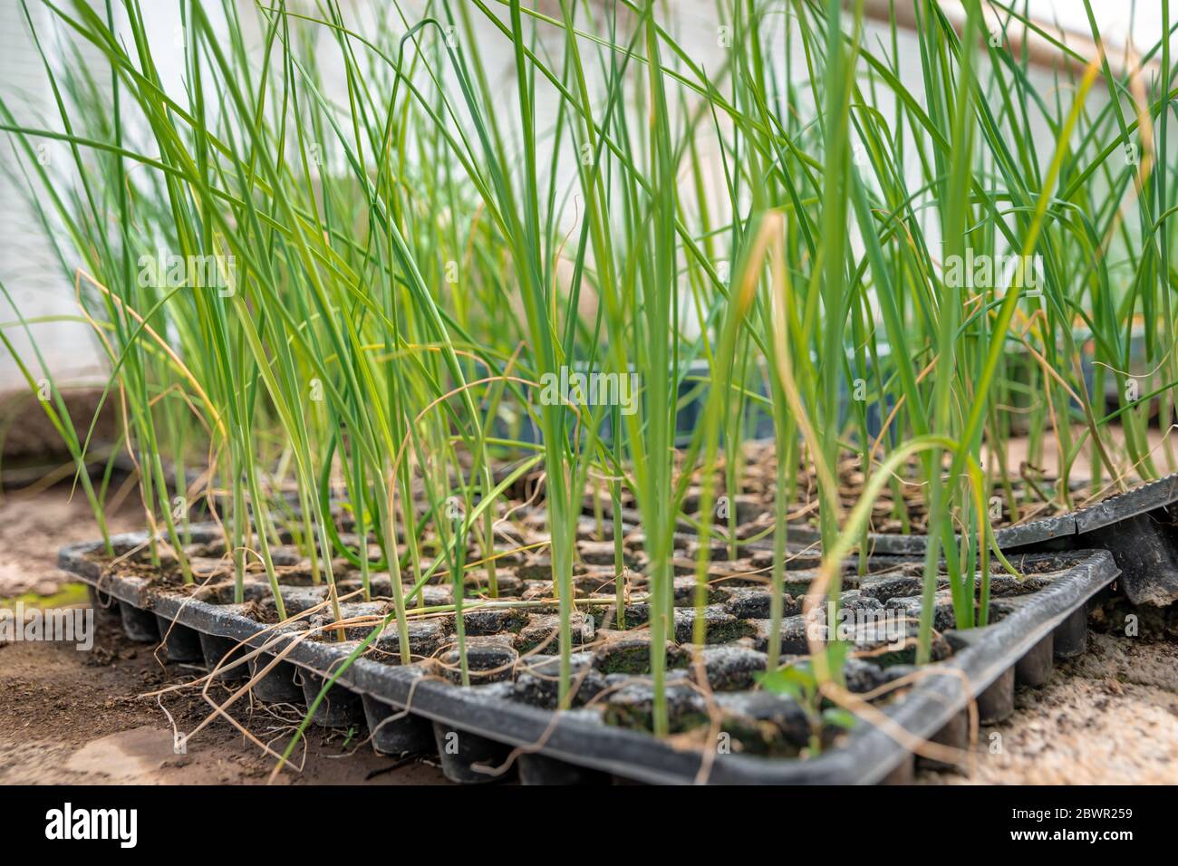onion seedlings in a greenhouse on an organic farm Stock Photo Alamy