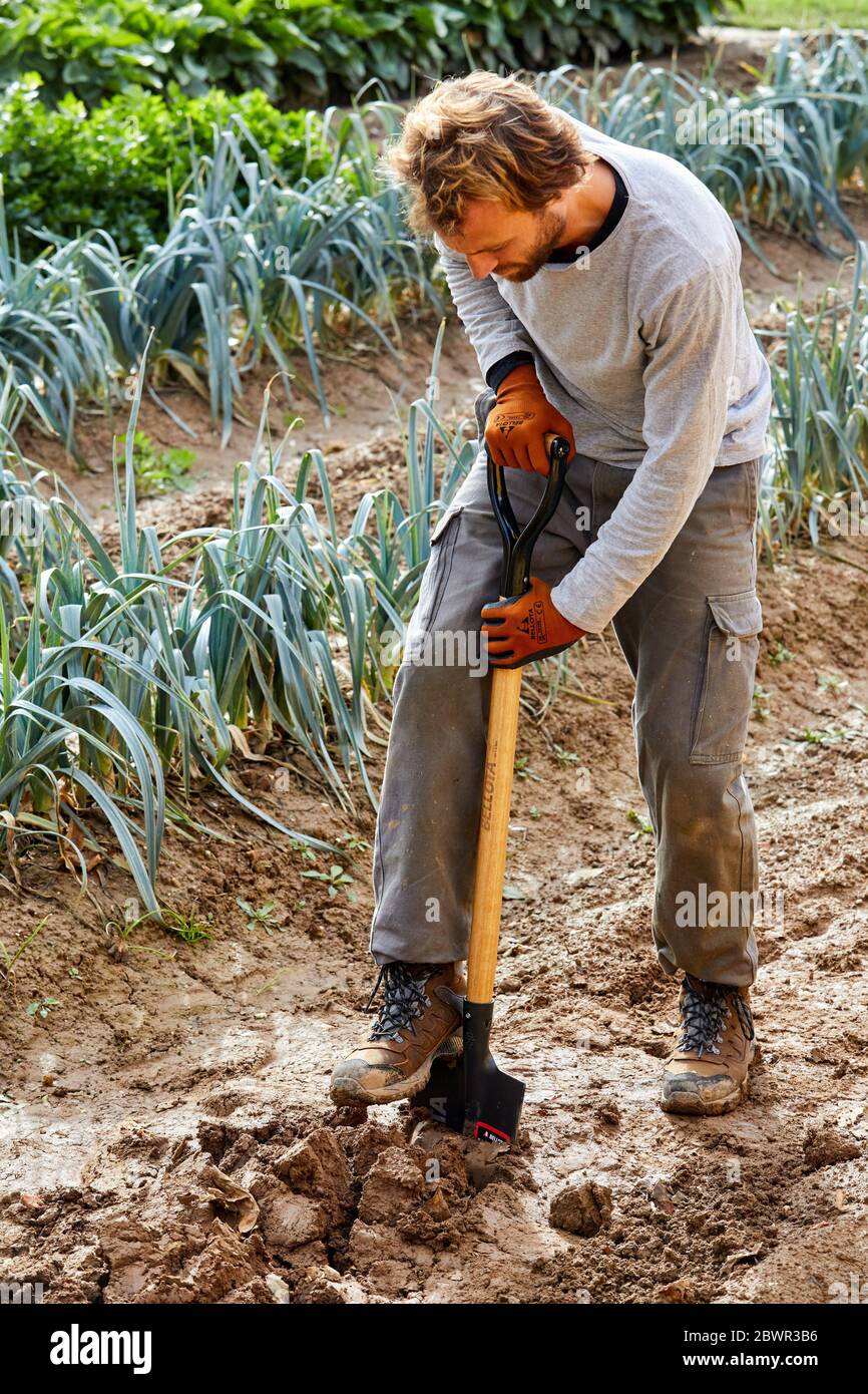 Farmer cultivating the land with digging shovel, Leek field, Orchard, Calahorra, La Rioja, Spain, Europe Stock Photo