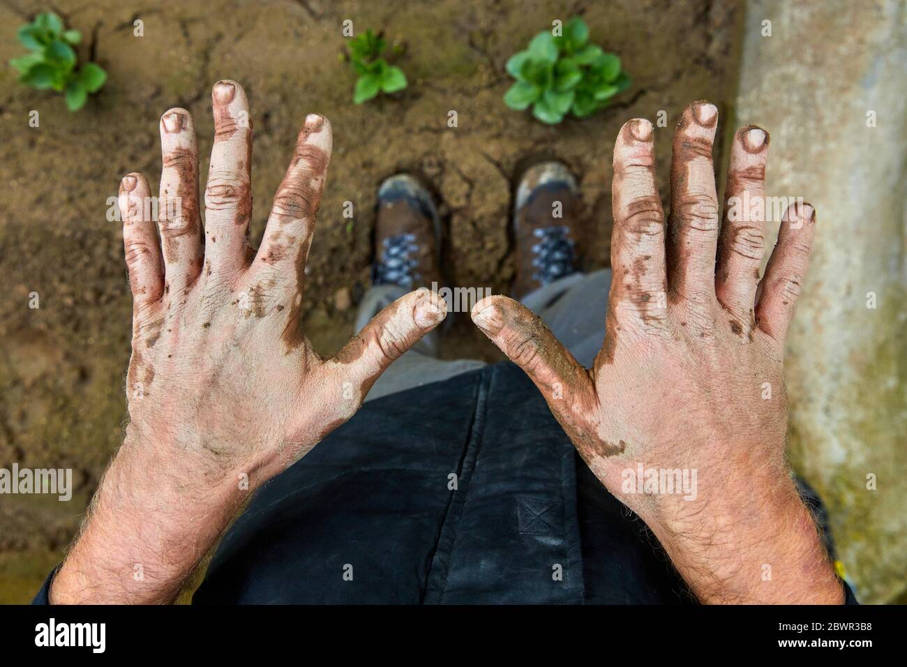 Dirty hands of farmer, Agricultural field, Calahorra, La Rioja, Spain, Europe Stock Photo